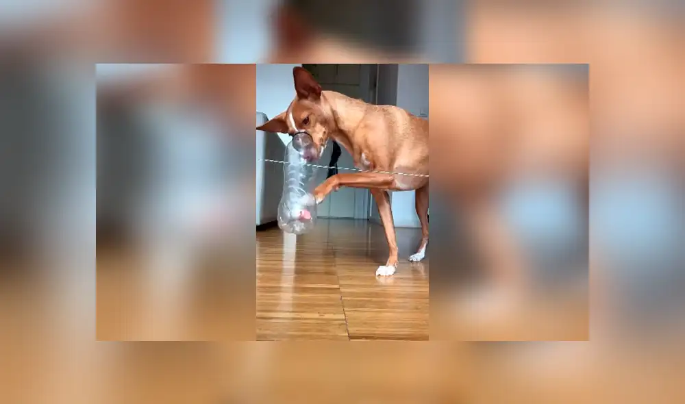 Desliza las imágenes hacia la izquierda para conocer las habilidades de un perro para dominar un juego. Desliza las imágenes hacia la izquierda para conocer las habilidades de un perro para dominar un juego.