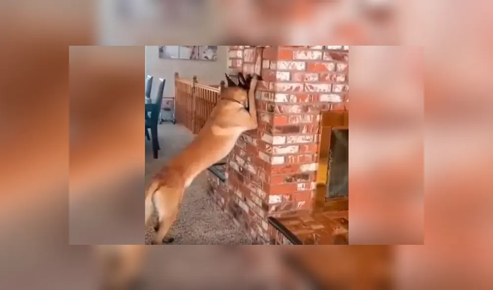 Desliza las imágenes hacia la izquierda para conocer el divertido juego de una niña junto a su mascota.