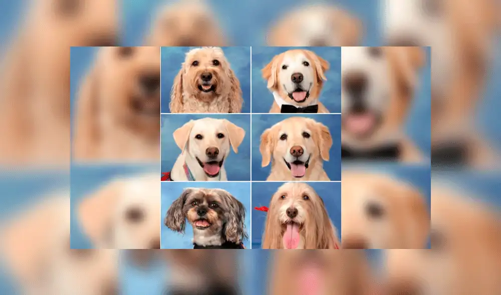 Perros de terapia son incluidos en anuario tras tiroteo en colegio [FOTOS]