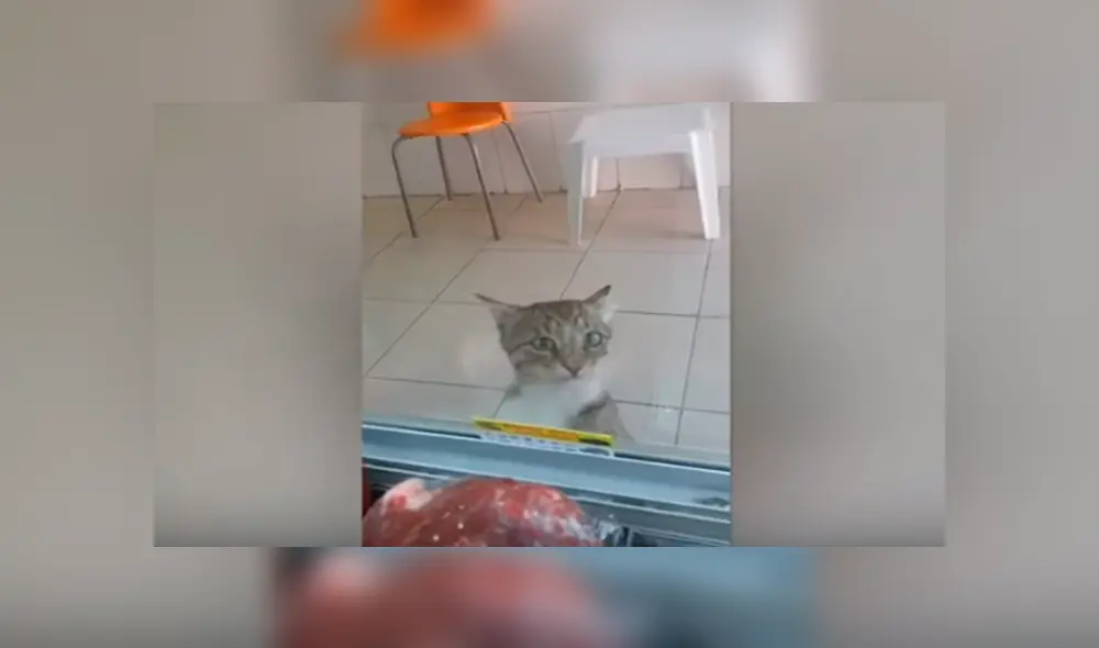 En YouTube, un hombre brinda varios trozos de carne a indefensos animales que llegan a su tienda para pedir ayuda. En YouTube, un hombre brinda varios trozos de carne a indefensos animales que llegan a su tienda para pedir ayuda.