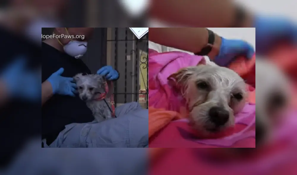 Desliza las imágenes para ver más detalles de esta escena que es viral en YouTube.