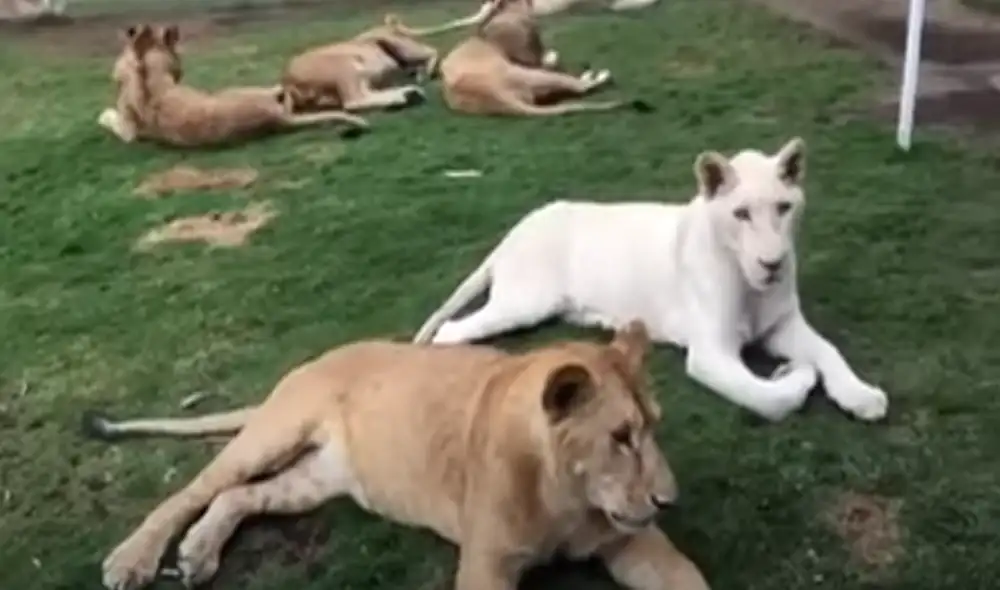Desliza hacia la izquierda para ver las imágenes del video viral. Foto: Captura de Facebook.