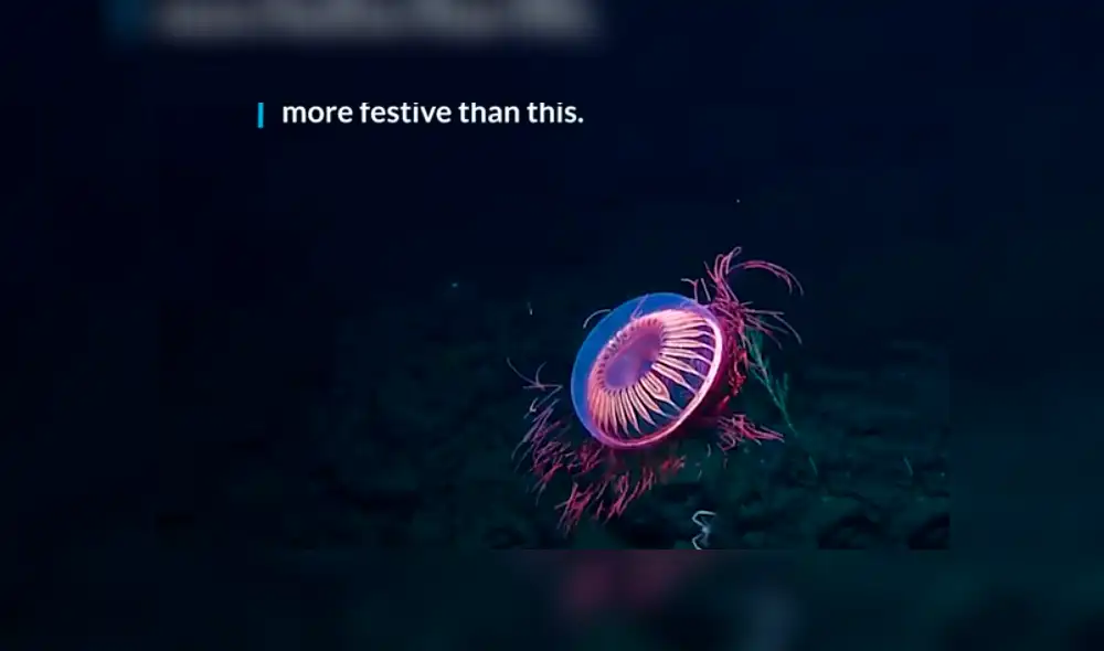 Biólogos registran a una misteriosa criatura que ilumina el océano. Biólogos registran a una misteriosa criatura que ilumina el océano.