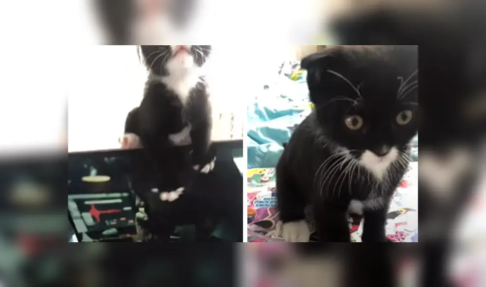 Desliza las imágenes para ver la más inesperada travesura de este gatito que se sintió 'ignorado' por su dueña.