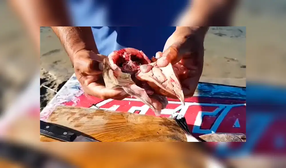 YouTube viral: enseña a cocinar pez globo cuyo veneno es mortal para el ser humano YouTube viral: enseña a cocinar pez globo cuyo veneno es mortal para el ser humano