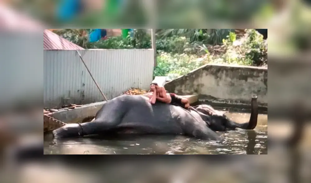 Indignación por hombres que azotan a elefante en templo budista [VIDEO]