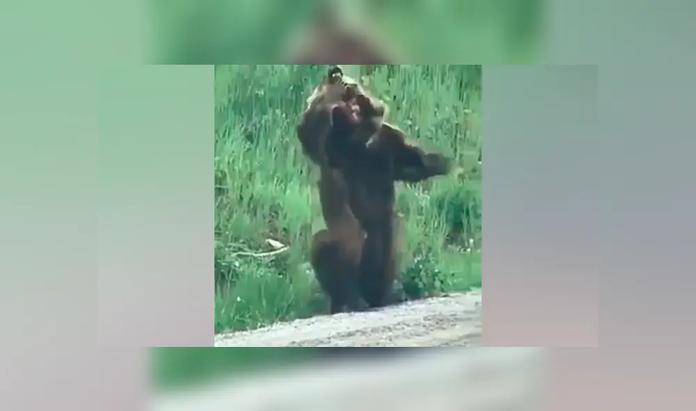 Hombre se acerca a enorme oso herido, lo acaricia y se lleva tremendo susto [VIDEO] 