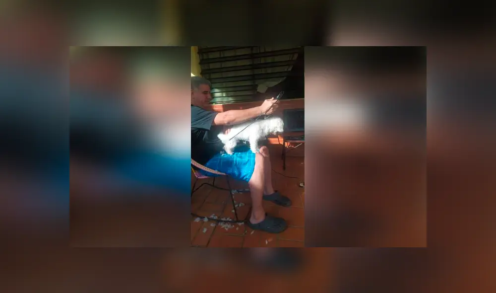 Desliza las imágenes hacia la izquierda para apreciar el inesperado ‘cambio de look’ que sufrieron unos perros. Desliza las imágenes hacia la izquierda para apreciar el inesperado ‘cambio de look’ que sufrieron unos perros.