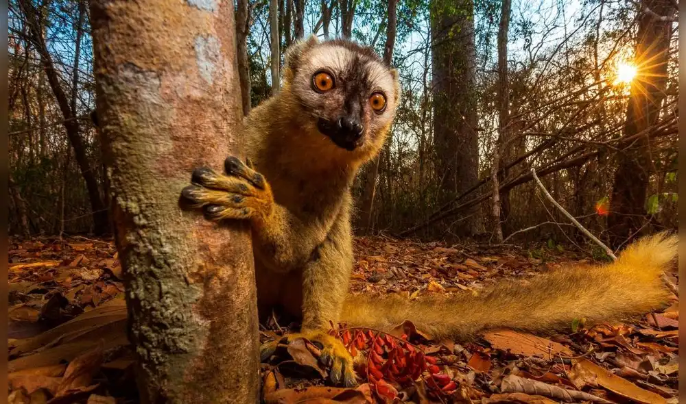 Paisajes, colores y fenómenos únicos: postales de ensueño en el certamen de National Geographic [FOTOS]