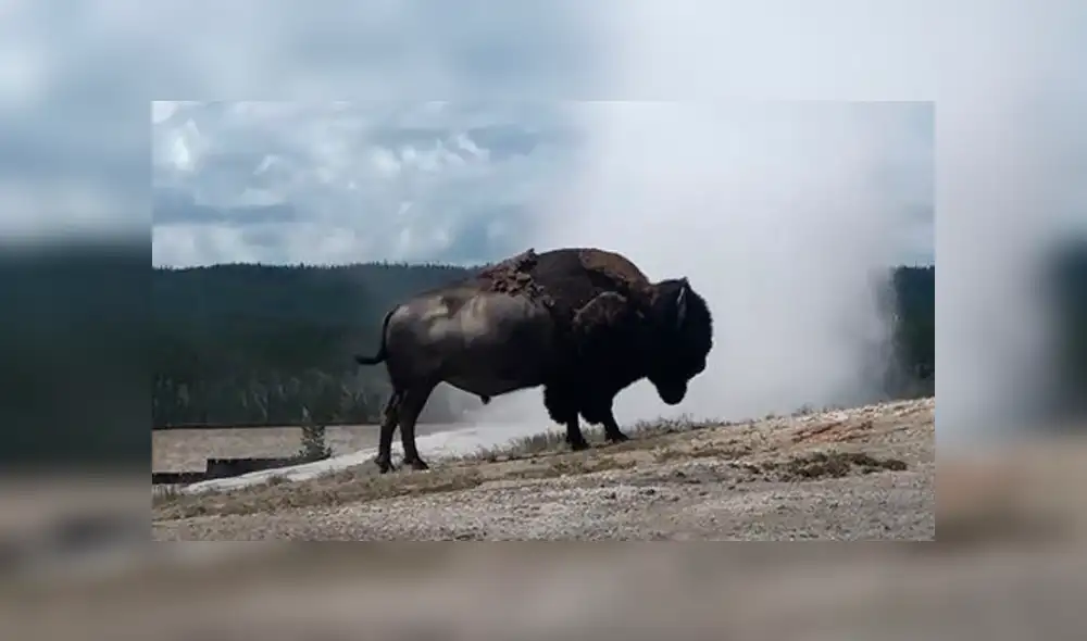 Bisonte quedó imperturbable ante peligroso géiser a punto de erupcionar. Foto: Captura Bisonte quedó imperturbable ante peligroso géiser a punto de erupcionar. Foto: Captura