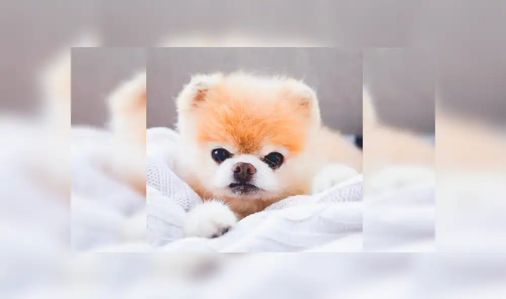 Instagram: murió Boo, el perro más lindo del mundo, que será recordado por estas tiernas fotos