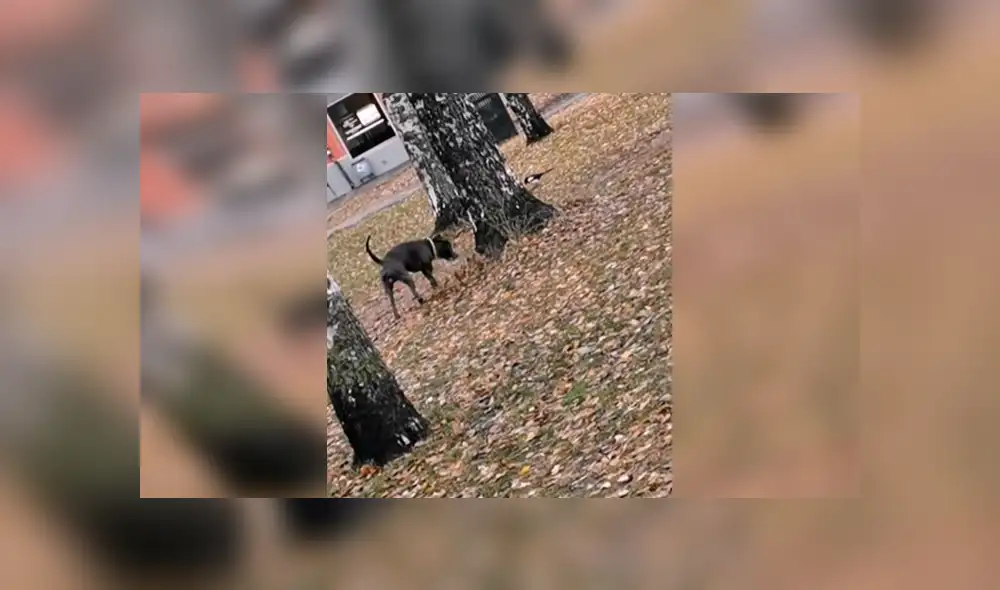 Vía YouTube. El dueño del can quiso jugarle una broma a su mascota, sin imaginar que el animal lo sorprendería con su curioso comportamiento