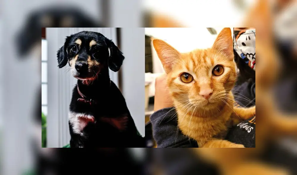 Perro gato Perro gato