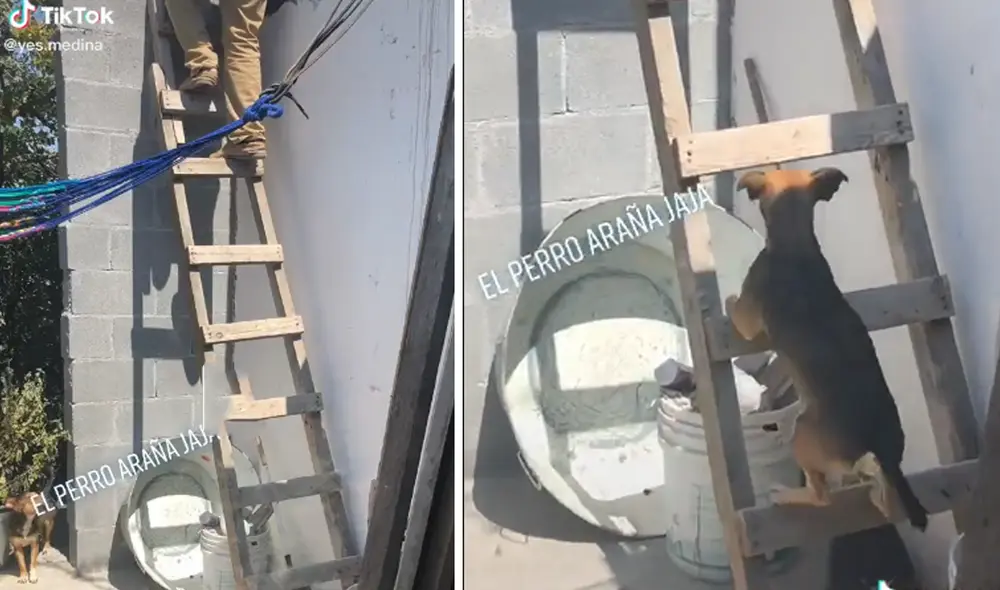 Desliza hacia la izquierda para ver las imágenes del video viral. Foto: captura de TikTok.