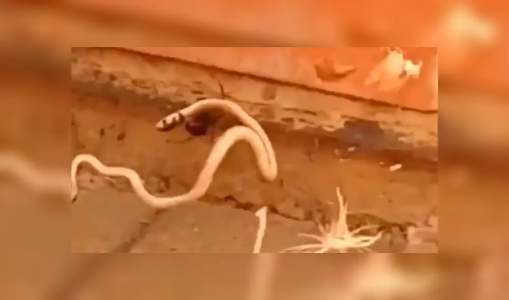 Desliza pata ver todas las imágenes de Facebook. Foto: captura. Desliza pata ver todas las imágenes de Facebook. Foto: captura.