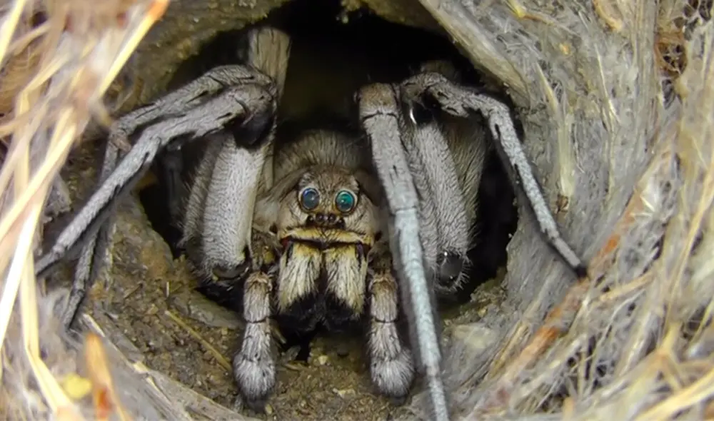 Desliza hacia la izquierda para ver as imágenes del video viral. Foto: captura de Facebook.