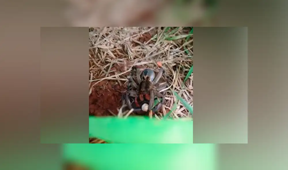 Desliza hacia la izquierda para ver la insólita escena de una tarántula con su cría. Imágenes de Facebook.