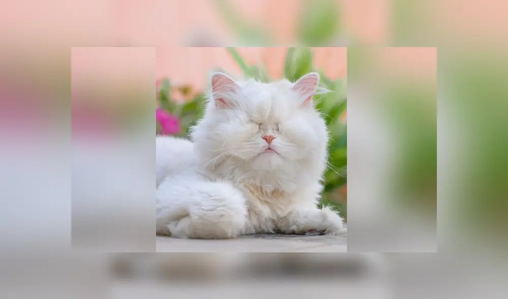 La gatita fue rescatada y ahora se ha vuelto popular en las redes sociales. Foto: Instagram La gatita fue rescatada y ahora se ha vuelto popular en las redes sociales. Foto: Instagram