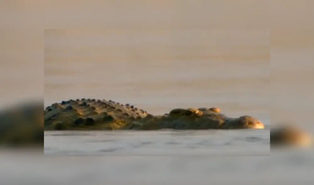 YouTube viral: cocodrilo pierde el hocico tras pelea brutal contra otro depredador en el río.