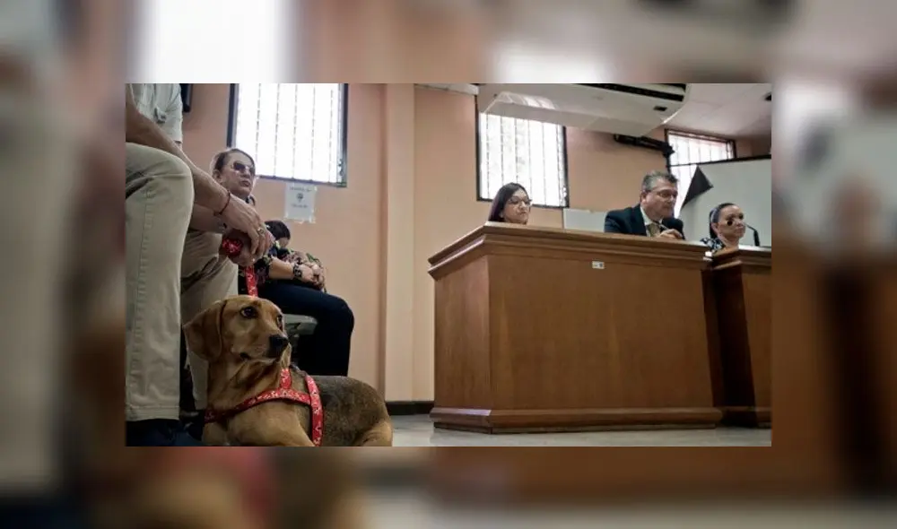 Campeón fue maltratado por su exdueña cuando tenía seis meses. Foto: AFP.