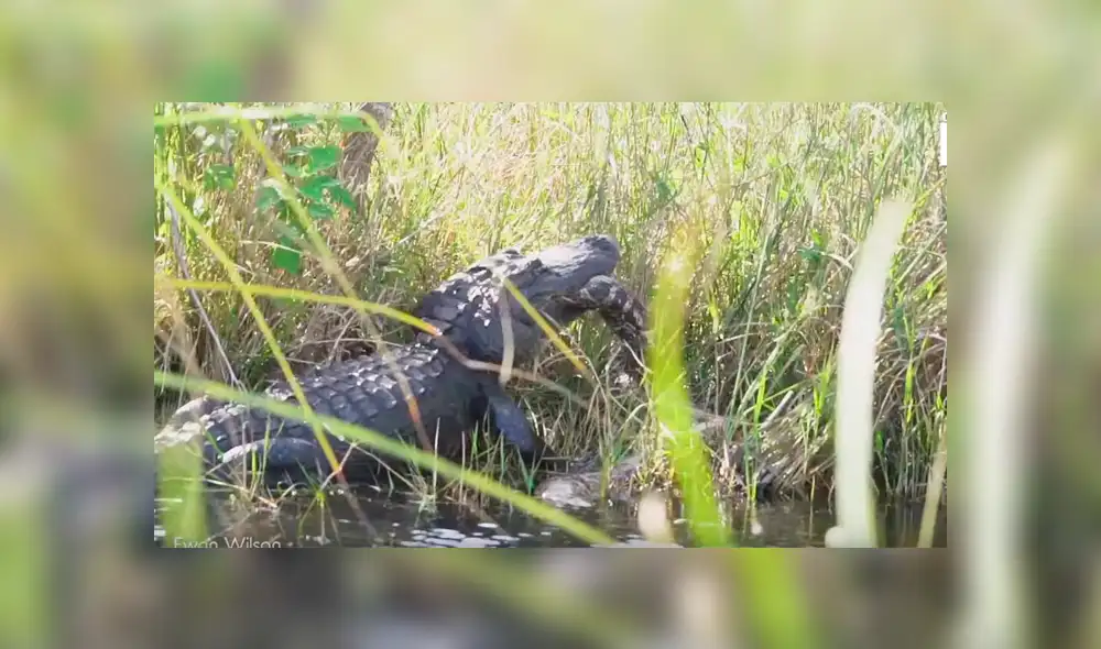 Hambriento cocodrilo y voraz pitón tienen batalla a muerte y terrible final sorprende a miles [VIDEO] 
