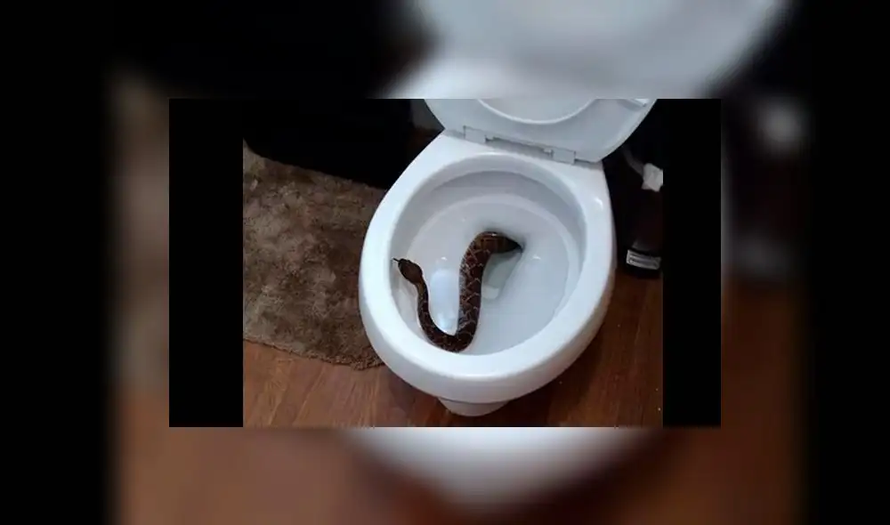 Temor en Facebook por pitón en inodoro e inesperado hallazo posterior Temor en Facebook por pitón en inodoro e inesperado hallazo posterior