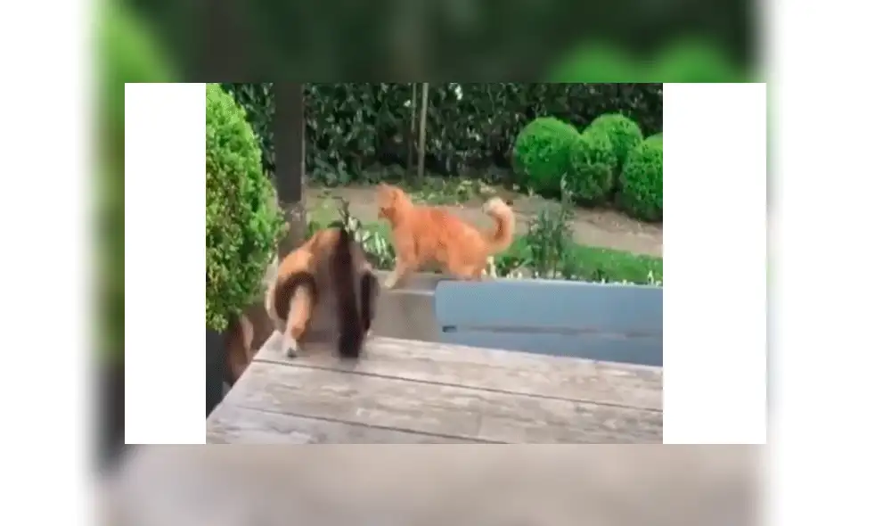 Joven capta el momento en que su gato se pelea con otro felino para defender a un perro [VIDEO]