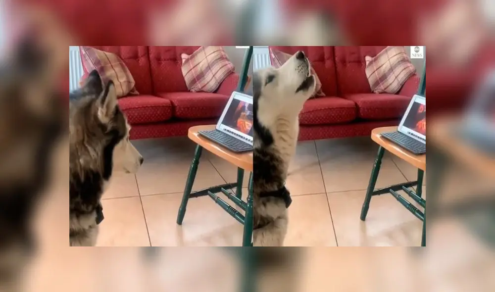 Desliza las imágenes para ver el dramático reencuentro que tuvieron estos dos perros por videollamada. Foto: ABC Noticias Desliza las imágenes para ver el dramático reencuentro que tuvieron estos dos perros por videollamada. Foto: ABC Noticias