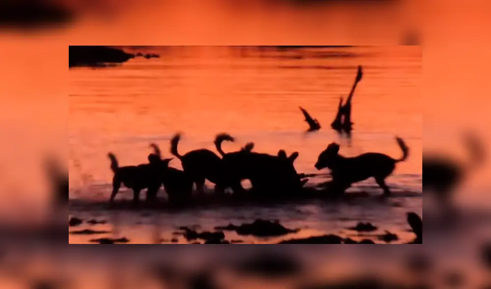 Brutal 'asesinato' de perros salvajes a indefensa impala.