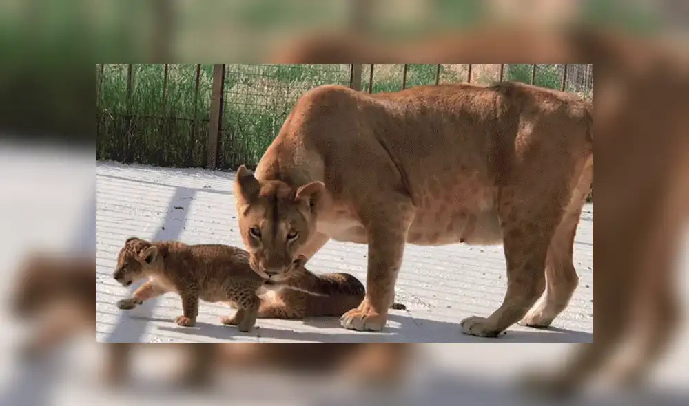 YouTube viral: Mujer se acerca a recinto de feroz leona y esta la ataca por cuidar a sus bebés [VIDEO]
