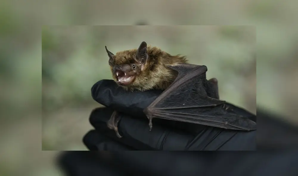 Los murciélagos han sido apuntados en varias ocasiones como intermediarios en la transmisión del coronavirus a los humanos. Foto: Los Angeles Times