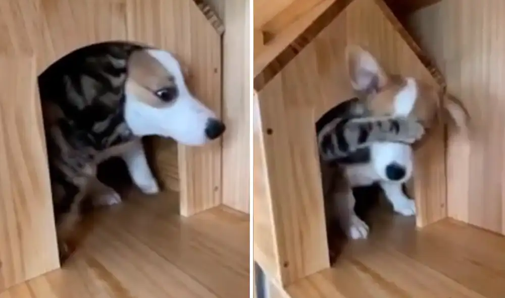 El felino empuja al can hacia adentro para que no salga. Foto: captura de Facebook El felino empuja al can hacia adentro para que no salga. Foto: captura de Facebook