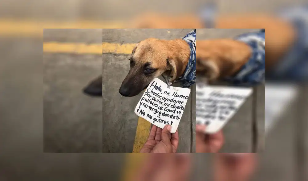 Chester es un perro que perdió a su dueña debido a la COVID-19. /Créditos: Albergue Huellitas Felices Perú Chester es un perro que perdió a su dueña debido a la COVID-19. /Créditos: Albergue Huellitas Felices Perú