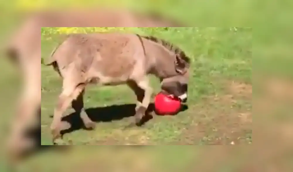 YouTube viral: Burro se comporta como tierno perrito cuando le lanzan una pelota [VIDEO]