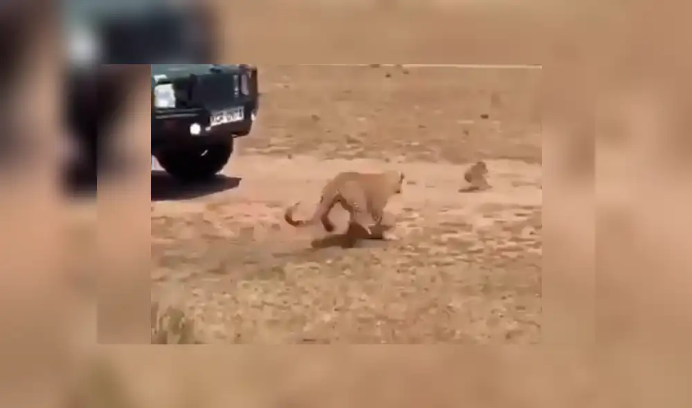 El leopardo persiguió y capturó al pequeño jabalí delante de un grupo de turistas, quienes fueron testigos cómo la madre del cerdo salvaje protege a su cría.