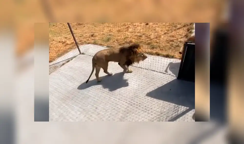 Desliza hacia la izquierda para ver la efusiva reacción del león con su amo que se volvió viral en Facebook.