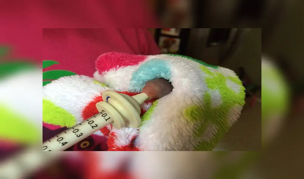 En Facebook, la joven encontró al pequeño animal en la calle con pocas probabilidades de sobrevivir y solo pesaba 4 gramos.