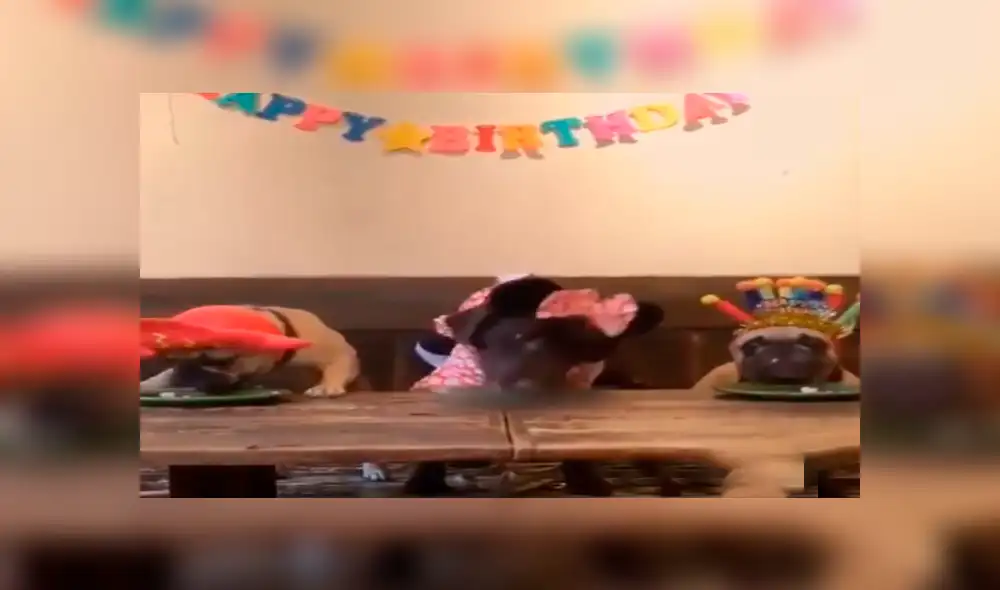 Facebook viral: cumpleaños de perro se arruinó por egoísmo del mimado cachorro [VIDEO]