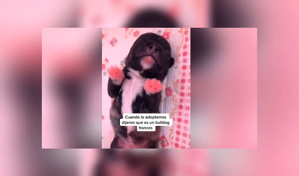 Desliza las imágenes para ver la verdadera raza que resultó tener este presunto perro bulldog francés. Foto: Fabiana Sanchez/TikTok