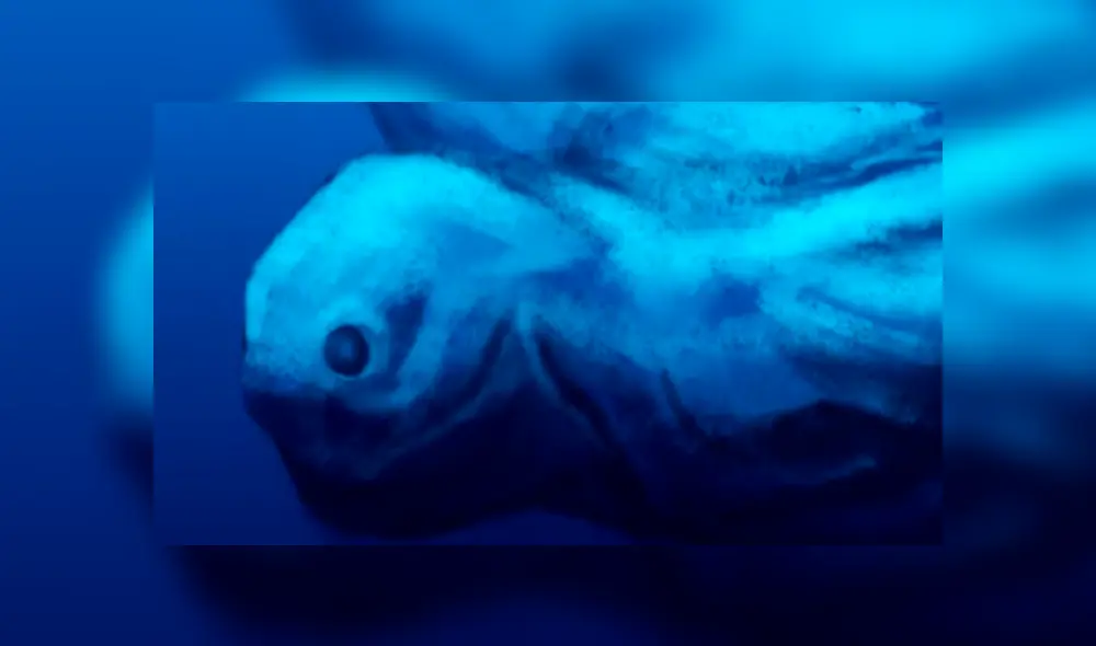 YouTube viral: gigantesca criatura marina embiste barco de Japón y miles quedan impactados [VIDEO]