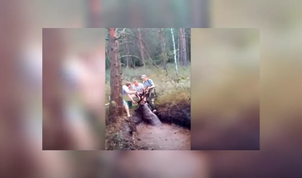 En YouTube, unos jóvenes rescataron a un enorme ciervo que quedó atrapado en un charco de lodo. En YouTube, unos jóvenes rescataron a un enorme ciervo que quedó atrapado en un charco de lodo.