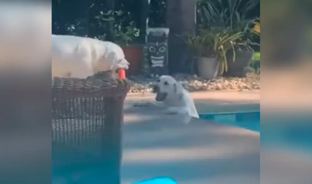 El can no dudó en ayudar a su hermana y usó su juguete para lograrlo. Foto: Aaron Tucker / Junkin Media