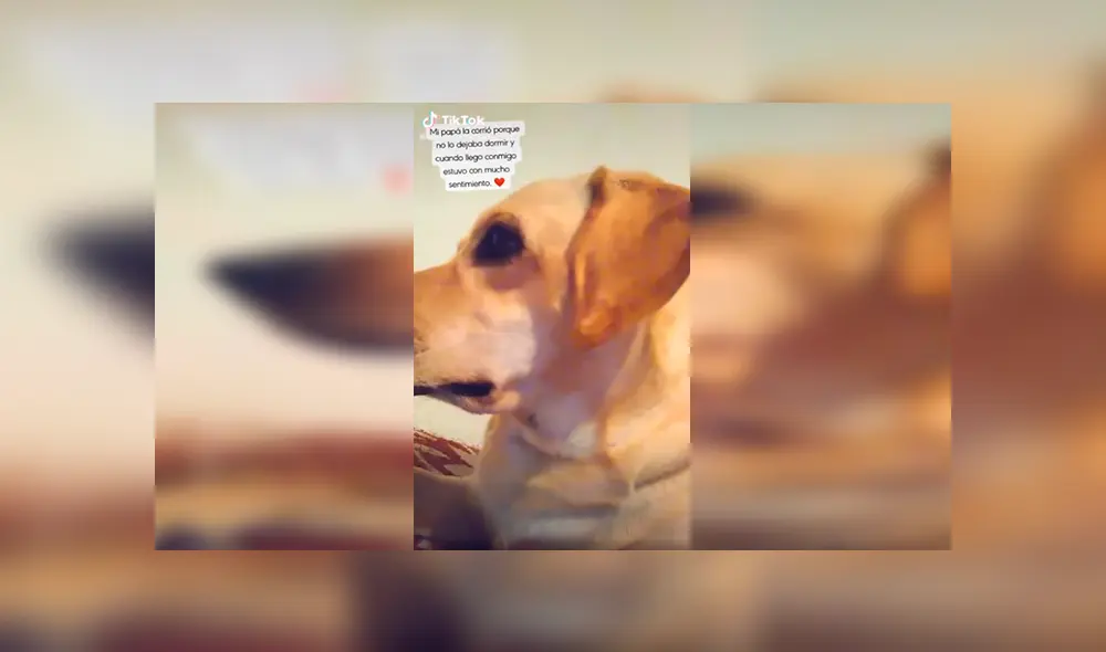 Desliza las imágenes para apreciar el conmovedor comportamiento de un perro al ser castigado por sus travesuras. Foto: Captura. Desliza las imágenes para apreciar el conmovedor comportamiento de un perro al ser castigado por sus travesuras. Foto: Captura.