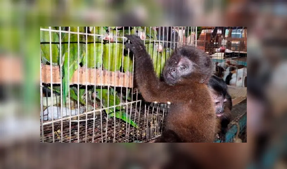 Realizarán conferencia de alto nivel sobre comercio ilegal de vida silvestre. Foto:  NPC
