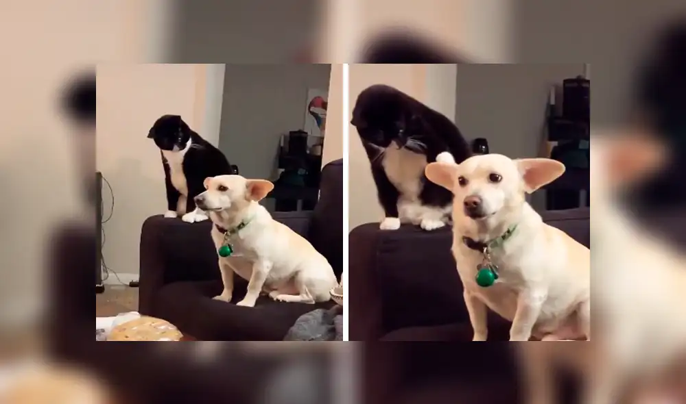 En Tik Tok, un perro y un gato protagonizaron una fuerte pelea cuando su dueña los dejó solos en casa.