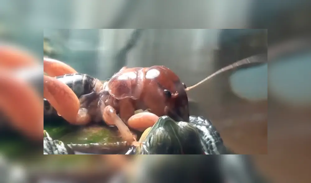 YouTube viral: tortuga se topa con misteriosa criatura y tiene feroz batalla que termina de forma trágica YouTube viral: tortuga se topa con misteriosa criatura y tiene feroz batalla que termina de forma trágica