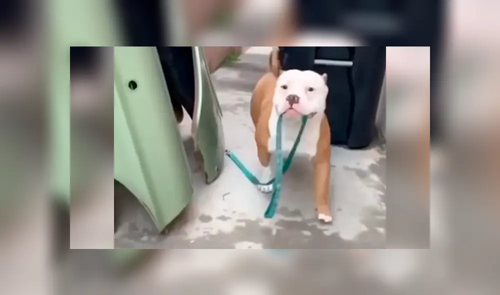 Desliza las imágenes hacia la izquierda para conocer la emotiva petición de un perro que quería salir a la calle.