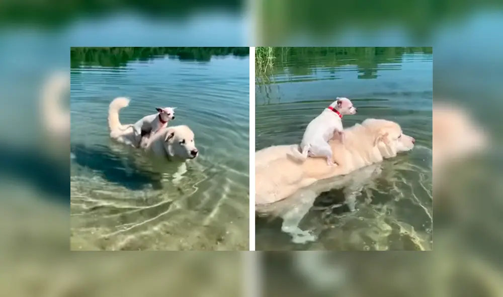 Desliza las imágenes hacia la izquierda para apreciar el noble gesto de un perro para ayudar a su ‘compañero’. Fotos: Captura.