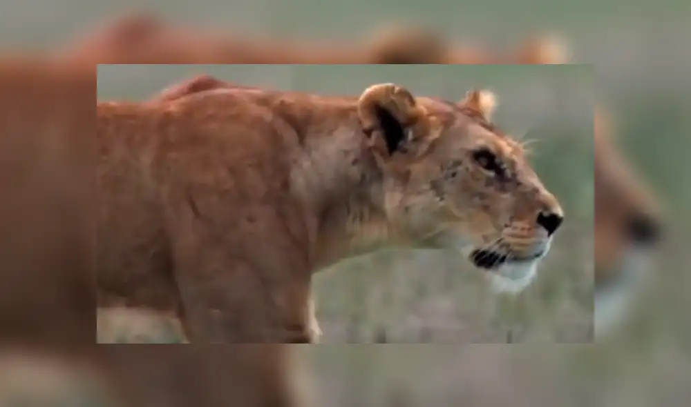 YouTube: Una hiena encontró la muerte al ingresar por error a un campo de leones [VIDEO]