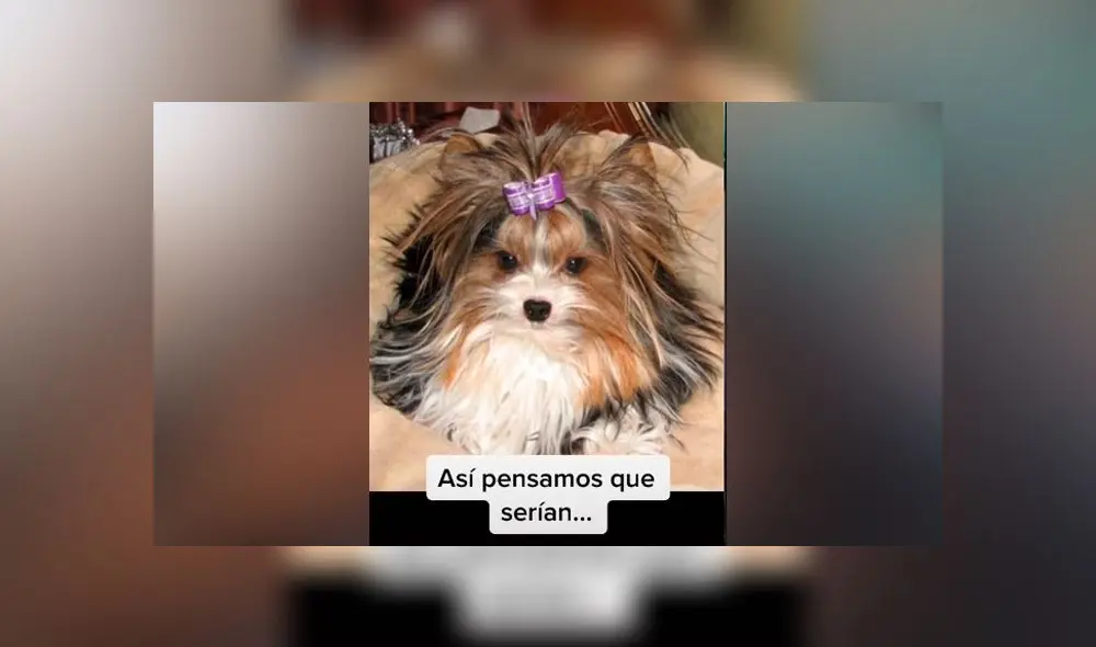 Desliza las imágenes para ver el peculiar aspecto que adoptaron las crías de estos perros de razas totalmente distintas. Foto: Allyson Moreno/TikTok